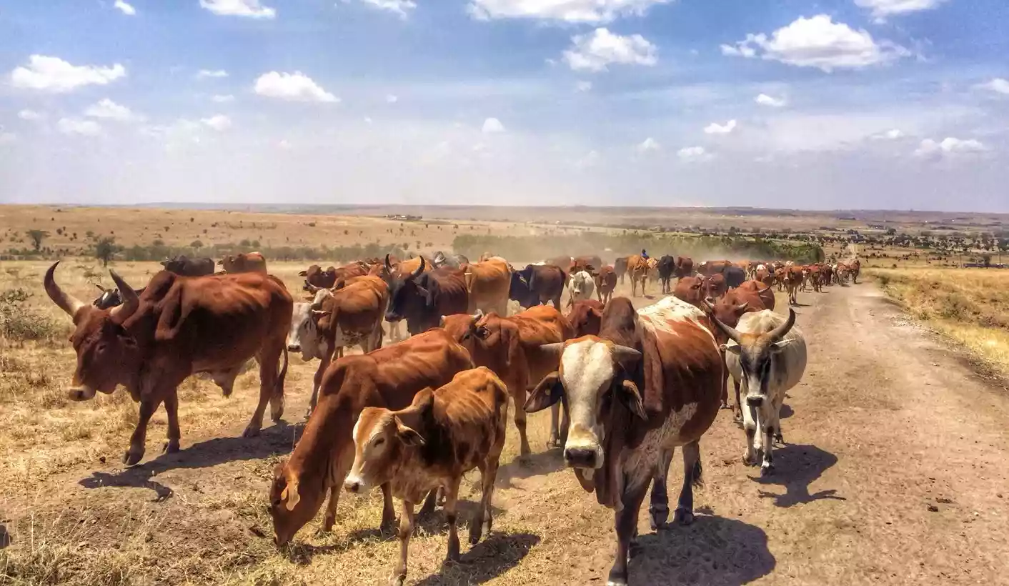 Lupane Cattle Rangers to Scale Up